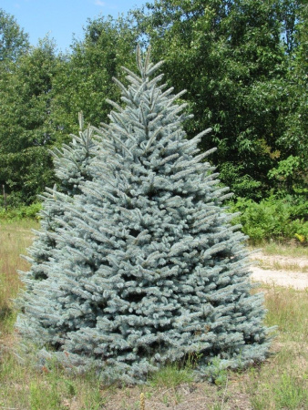 Ель колючая голубая Кейбаб (лат. Picea pungens 'Kaibab'), семена