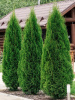 Туя западная Смарагд (лат. Thuja occidentalis 'Smaragd'), семена