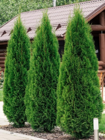 Туя западная Смарагд (лат. Thuja occidentalis 'Smaragd'), семена