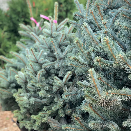 Ель колючая голубая Кейбаб (лат. Picea pungens 'Kaibab'), семена