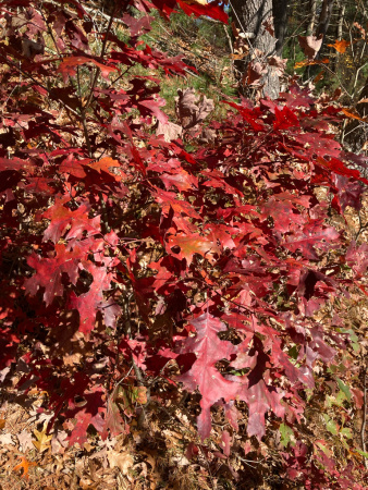 Дуб шарлаховый (лат. Quercus coccinea) 10 штук, семена