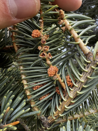 Пихта одноцветная (лат. Abies concolor), семена
