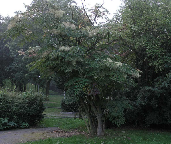 Аралия высокая Пирамидалис (лат. Aralia elata 'Pyramidalis'), семена