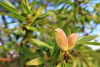 Миндаль степной (лат. Prunus tenella), семена