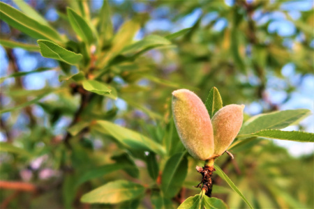 Миндаль степной (лат. Prunus tenella), семена