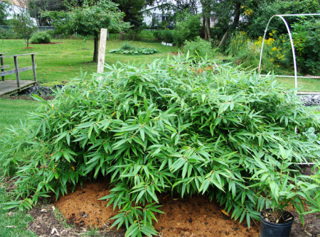 Бамбук гигантский (лат. Phyllostachys pubescens), семена