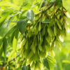 Клен ясенелистный, или клен американский (лат. Acer negundo), семена