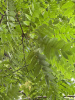 Орех серый (лат. Juglans cinerea), семена