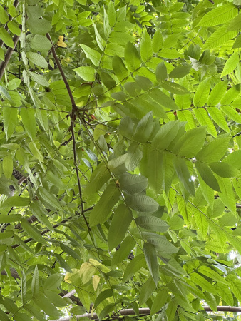 Орех серый (лат. Juglans cinerea), семена