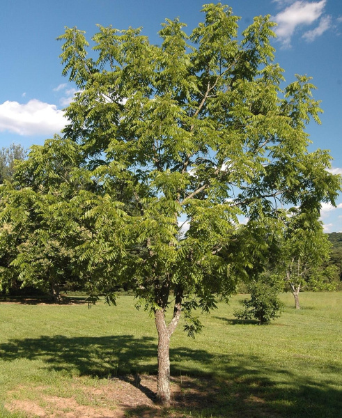 Орех сердцевидный (лат. Juglans cordiformis Max.) 10 штук, семена