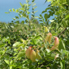 Пузырник древовидный (лат. Colutea arborescens), семена