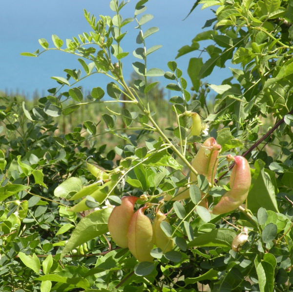 Пузырник древовидный (лат. Colutea arborescens), семена