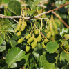 Ольха черная (лат. Alnus glutinosa), семена 