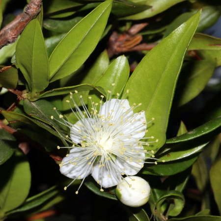 Мирт обыкновенный Белоплодный (Myrtus communis var. leucocarpa), семена