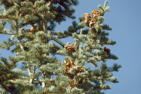 Пихта одноцветная (лат. Abies concolor), семена