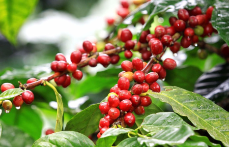 Кофе аравийский (лат. Coffea arabica), саженец, 1 шт