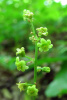 Тамус обыкновенный "Адамов корень" (лат. Dioscorea communis), семена
