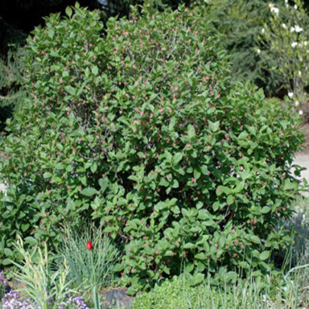 Жимолость альпийская (лат. Lonicera alpigena L.), семена