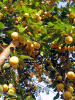 Алыча, или слива растопыренная желтые плоды (лат. Prunus cerasifera), семена