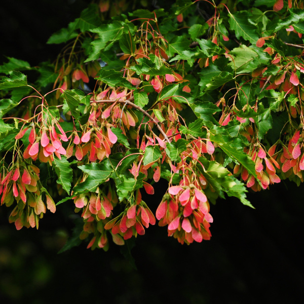 Клен ясенелистный, или клен американский (лат. Acer negundo), семена