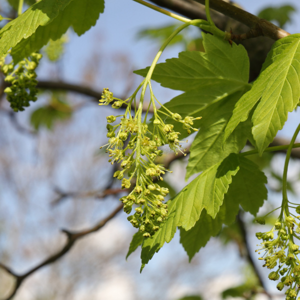 Клен ложноплатановый, или белый, или Явор (лат. Acer pseudoplatanus), семена