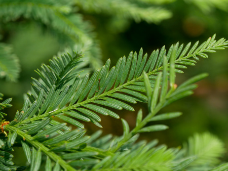 Секвойя вечнозеленая (лат. Sequoia sempervirens), семена 0,2 грамма