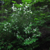 Чубушник тонколистный (лат. Philadelphus tenuifolius), семена