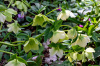 Морозник кавказский (лат. Helleborus caucasicus), семена