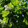 Катальпа прекрасная (лат. Catalpa speciosa), семена