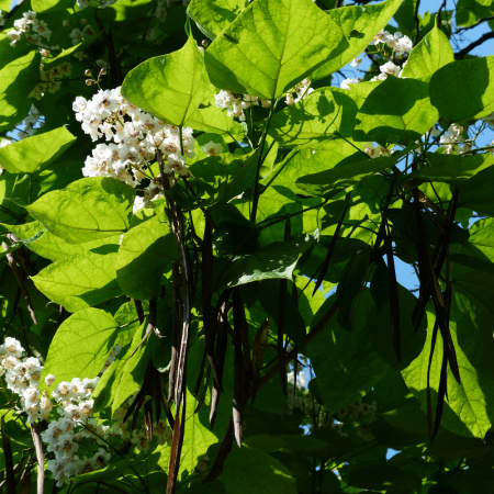 Катальпа прекрасная (лат. Catalpa speciosa), семена