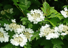 Калина обыкновенная (лат. Viburnum opulus), семена