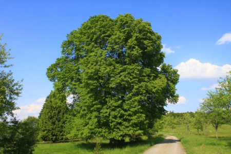 Липа крупнолистная (лат. Tilia platyphyllos), семена