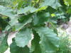 Дуб зубчатый (лат. Quercus dentata) 10 шт, семена