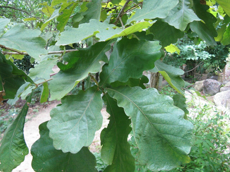 Дуб зубчатый (лат. Quercus dentata) 10 шт, семена