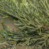 Можжевельник высокий 'Stricta' (лат. Juniperus excelsa 'Stricta'), семена