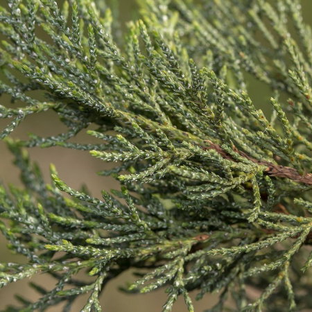 Можжевельник высокий 'Stricta' (лат. Juniperus excelsa 'Stricta'), семена