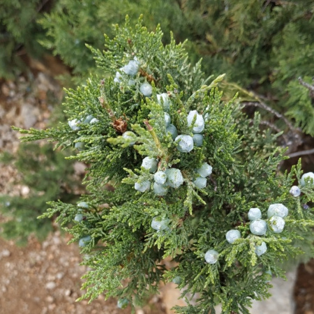 Можжевельник высокий 'Stricta' (лат. Juniperus excelsa 'Stricta'), семена