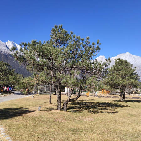 Сосна юннаньская (лат. Pinus yunnanensis), семена