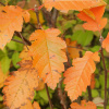 Рябина промежуточная (лат. Sorbus intermedia), семена