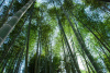 Бамбук гигантский (лат. Phyllostachys pubescens), семена