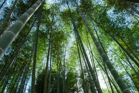 Бамбук гигантский (лат. Phyllostachys pubescens), семена