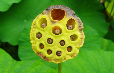 Лотос орехоносный Лили Понс (лат. Nelumbo SP. 'Lily Pons' ), семена