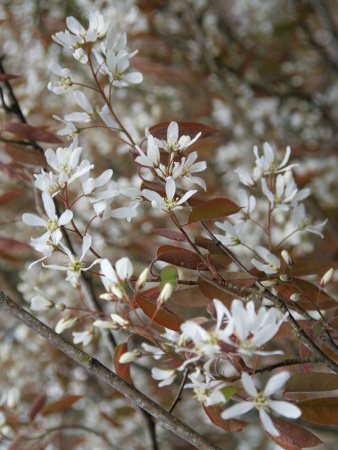 Ирга канадская (лат. Amelanchier canadensis), семена