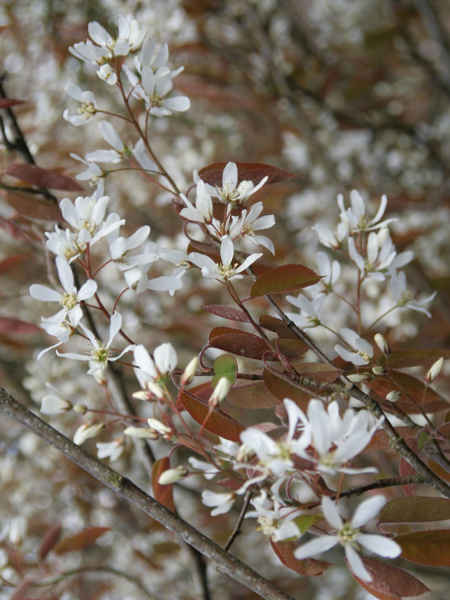 Ирга Ламарка (лат. Amelanchier lamarckii), семена