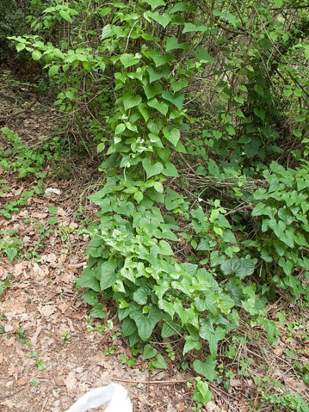 Тамус обыкновенный "Адамов корень" (лат. Dioscorea communis), семена