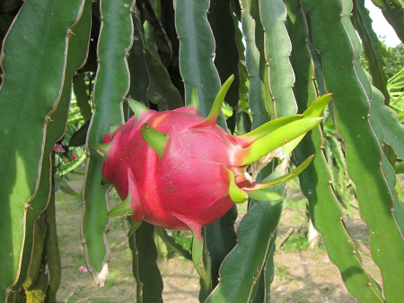 Питахайя Драконий фрукт (лат. Hylocereus undatus), саженцы, 3 шт