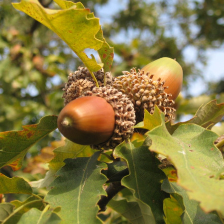 Дуб каштанолистный (лат. Quercus castaneifolia), семена 