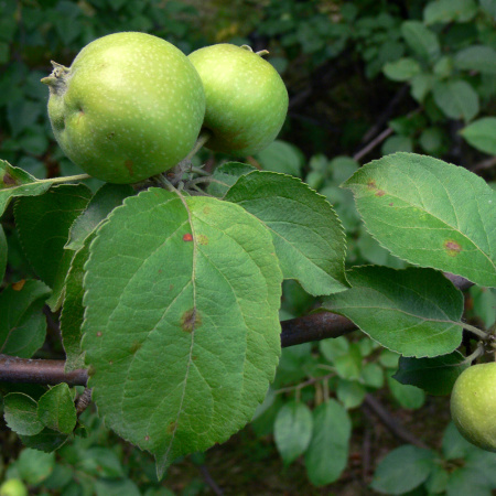 Яблоня домашняя, или культурная (лат. Malus domestica), семена 