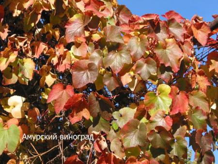 Виноград амурский (лат. Vitis amurensis), семена