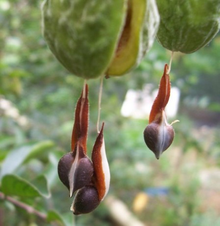 Агаровое дерево, или Аквилария китайская (лат. Aquilaria sinensis), семена